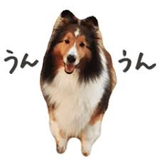 sheltie.jpeg
